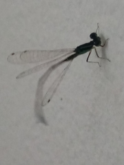 Coenagrionidae