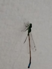 Coenagrionidae