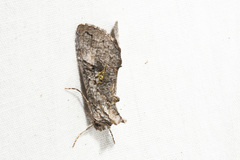 Syngrapha viridisigma