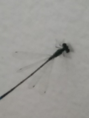 Coenagrionidae