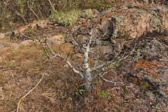 Bursera copallifera