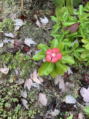 Catharanthus roseus image