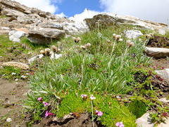 Antennaria carpatica