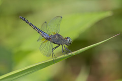 Indothemis limbata