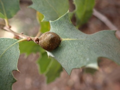 Andricus reticulatus
