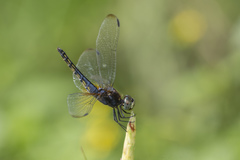 Indothemis limbata