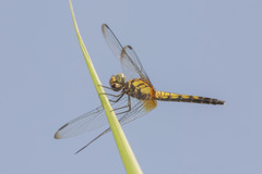 Indothemis limbata
