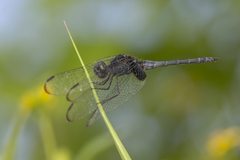Indothemis limbata