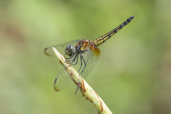 Indothemis limbata