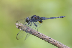 Indothemis limbata