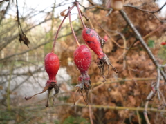 Rosa caudata