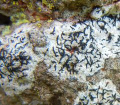 Arthonia calcarea