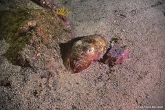 Sepia bertheloti