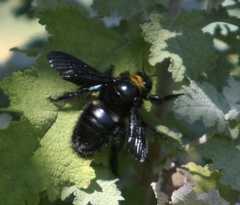 Xylocopa capitata