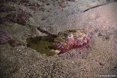 Sepia bertheloti