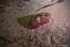 Sepia bertheloti
