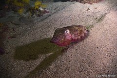 Sepia bertheloti