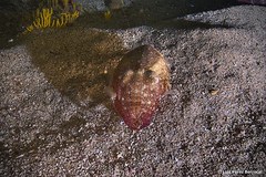 Sepia bertheloti