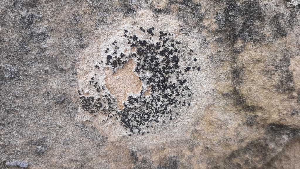Gyrographa saxigena
