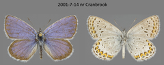 Plebejus idas atrapraetextus