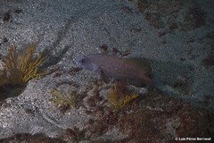 Rypticus saponaceus