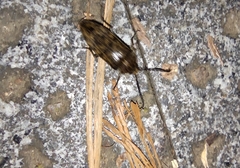 Eulichas funebris