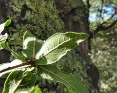 Quercus mexicana