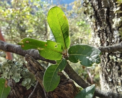 Quercus mexicana