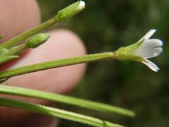 Epilobium pseudorubescens