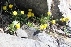 Draba crassa