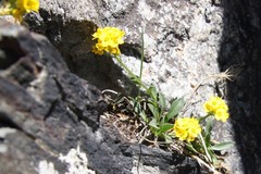 Draba crassa
