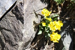 Draba crassa