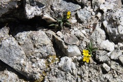 Draba crassa