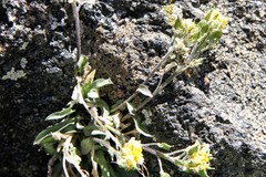 Draba crassa