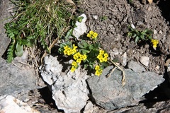 Draba crassa