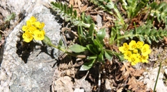 Draba crassa