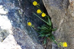 Draba crassa