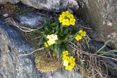 Draba crassa