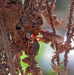 Myrmecopsis