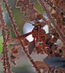 Myrmecopsis