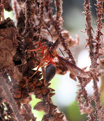 Myrmecopsis