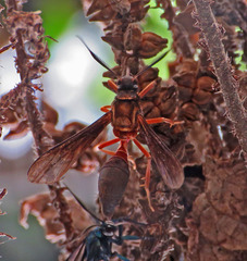 Myrmecopsis