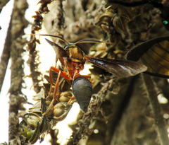 Myrmecopsis