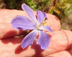 Aristea ensifolia