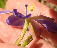 Aristea ensifolia