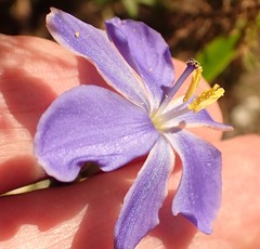 Aristea ensifolia