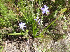 Aristea ensifolia
