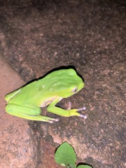 Phyllomedusa burmeisteri