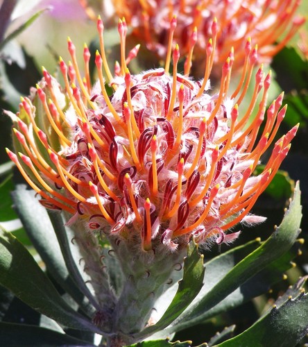 Leucospermum glabrum E.Phillips