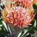 Outeniqua Pincushion - Photo (c) Peter Slingsby, some rights reserved (CC BY-NC), uploaded by Peter Slingsby